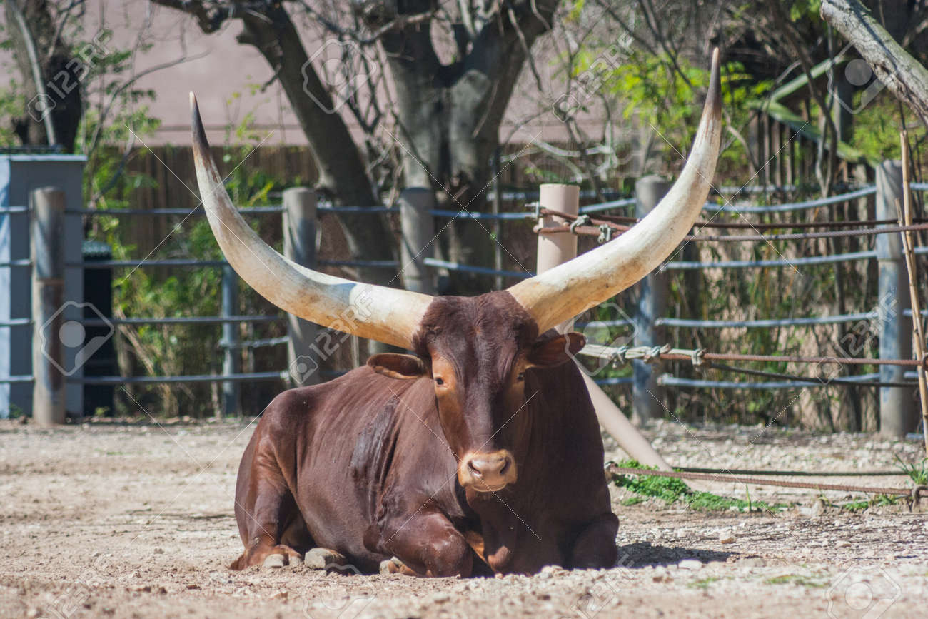 アフリカからのアンコーレ王国 Watusi Longhorn 雄牛 の写真素材 画像素材 Image