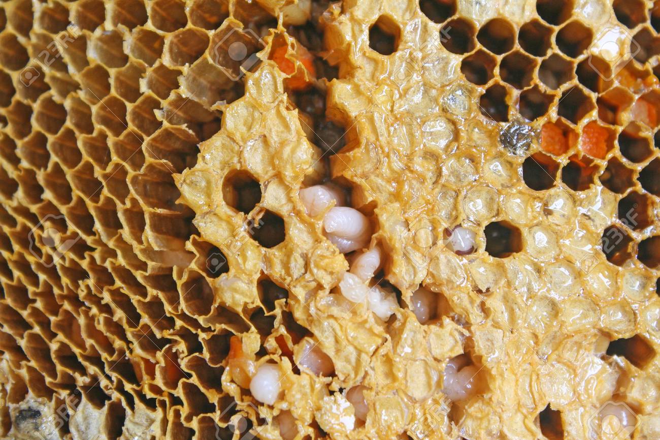 Larvae Of Bee In Honeycomb Stock Photo Picture And Royalty Free Image Image 107202344