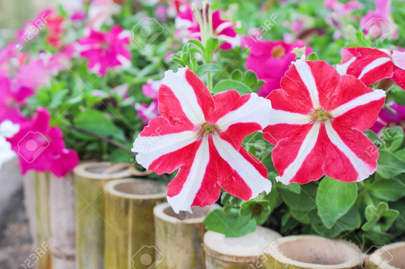 colorful nature patterns of red or pink petunia flowers with colorful nature pictures