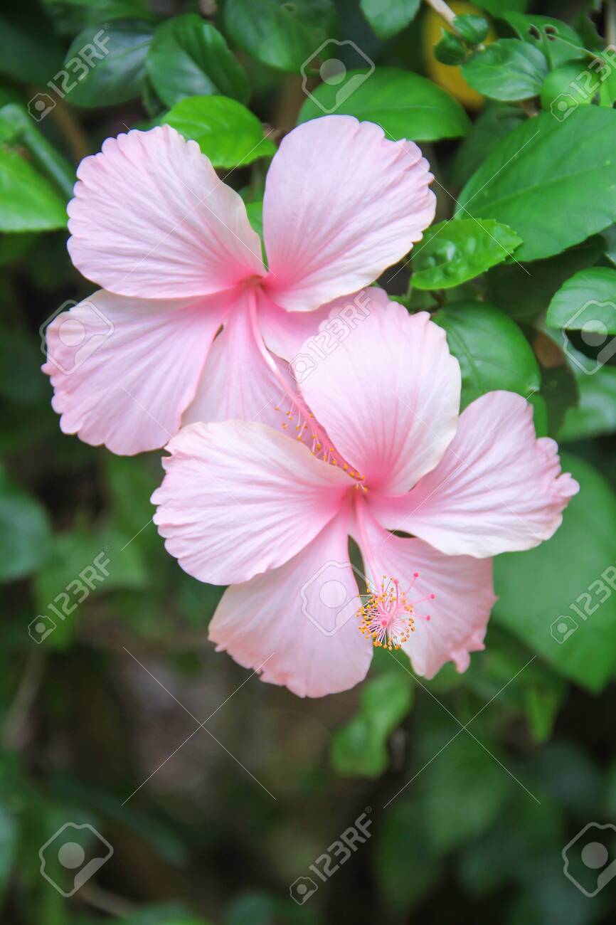 Two Colorful Sweet Light Pink Hibiscus 