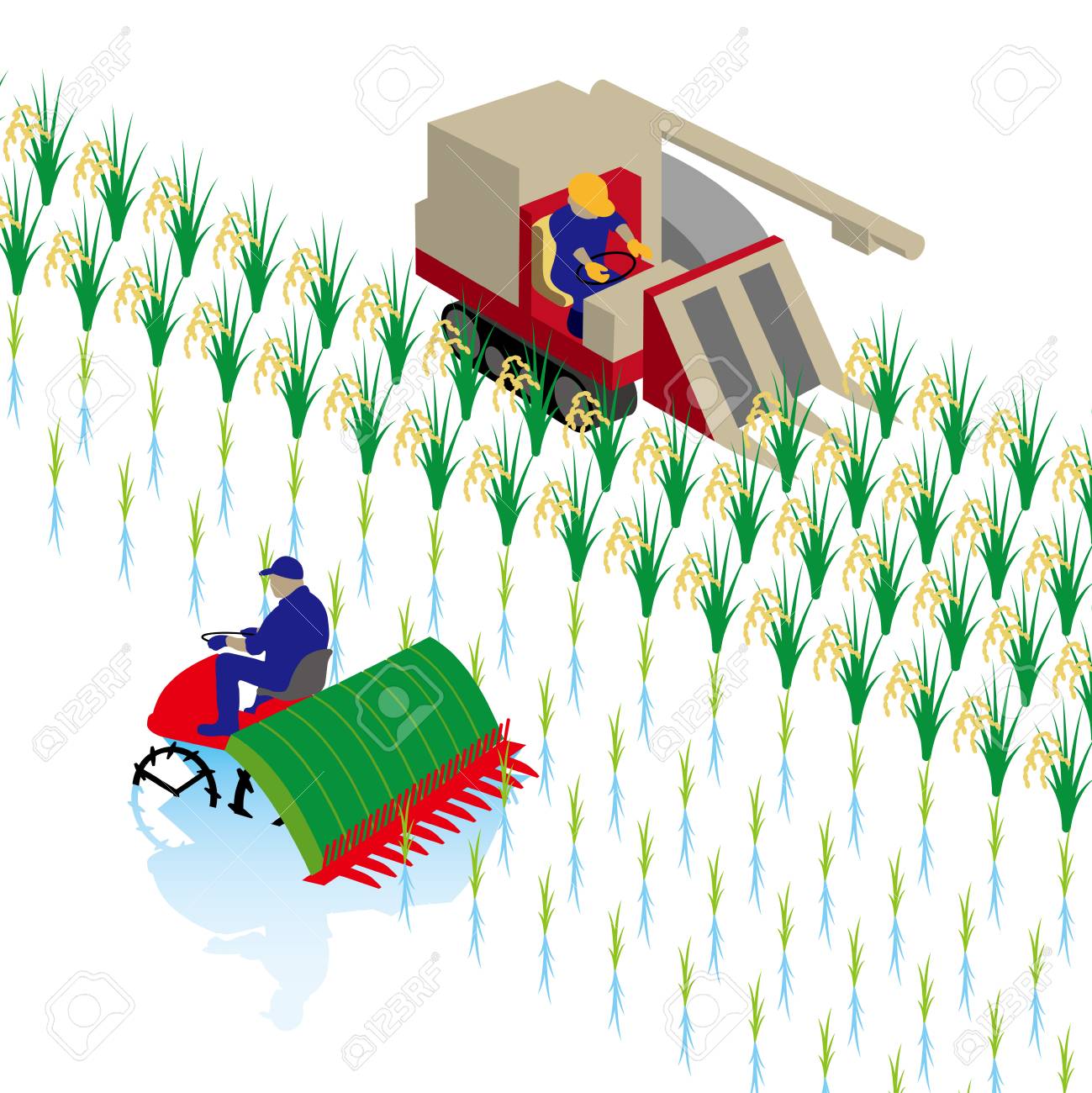 Rice Planting And Rice Reaping Royalty Free Cliparts Vectors And Stock Illustration Image