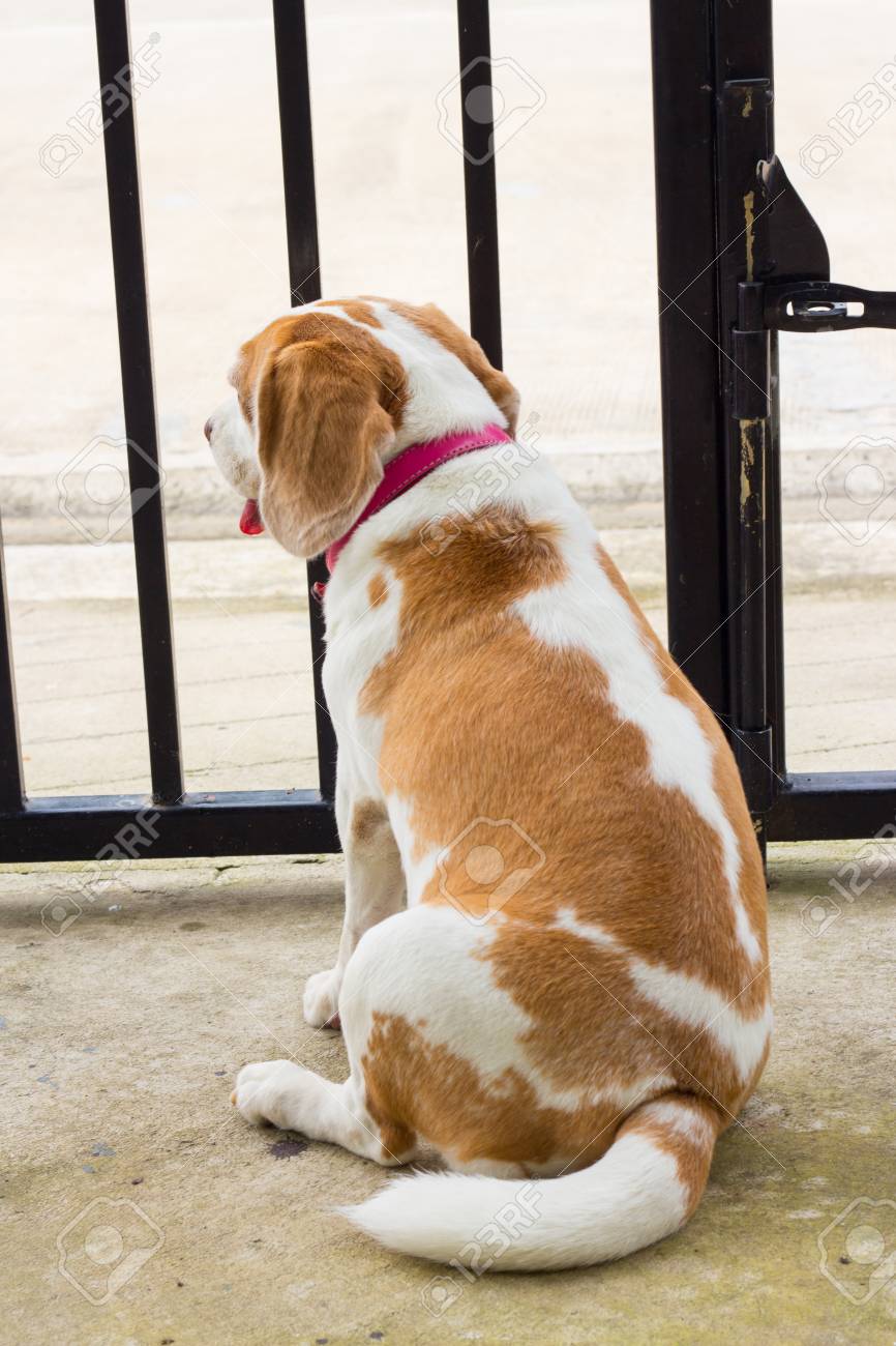 斑点ビーグル犬のゲートのバーを見てします 悲しい犬の所有者を待っているを返します の写真素材 画像素材 Image