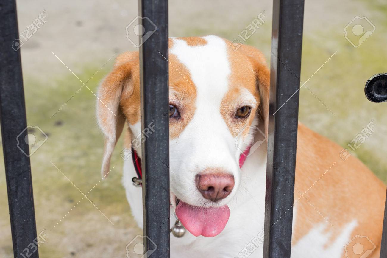porte bébé pour chien