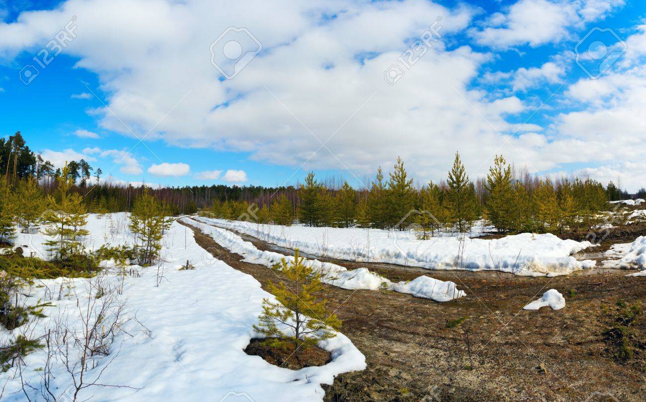 若い松の間雪の中で春の雪解け シベリア ユグラ の写真素材 画像素材 Image 若い松の間雪の中で春の雪解け シベリア ユグラ の写真素材 画像素材 Image