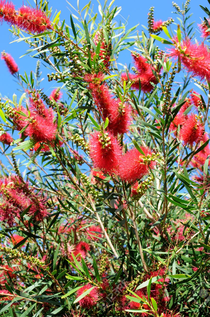 オーストラリア Bottle Brush の木ブラシノキくらげ 白きくらげ属のもの の赤い花名前は 植物の花は 哺乳瓶洗浄用のブラシと同様に見てから派生します の写真素材 画像素材 Image