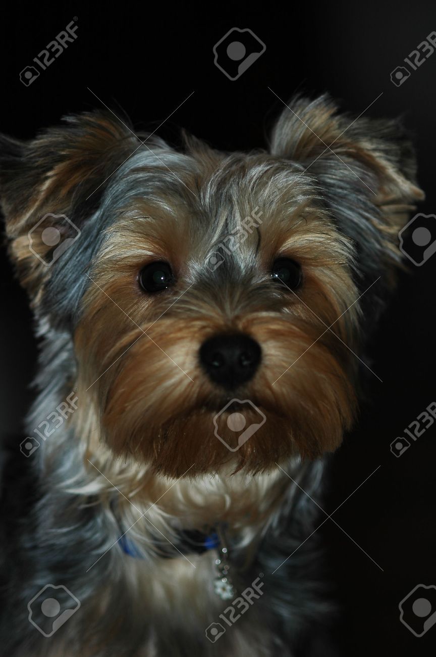 grey toy poodle for sale