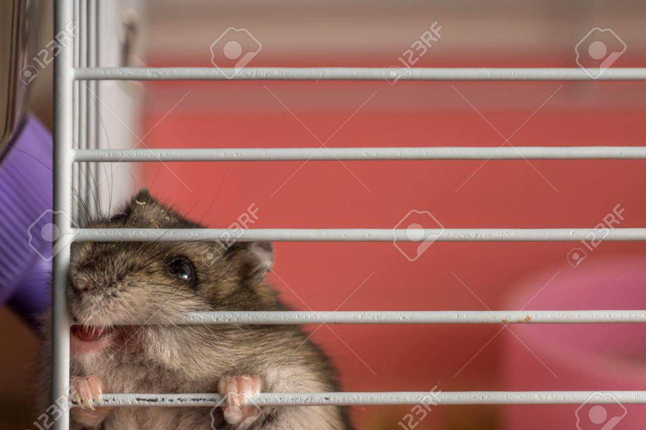 grey hamster cage