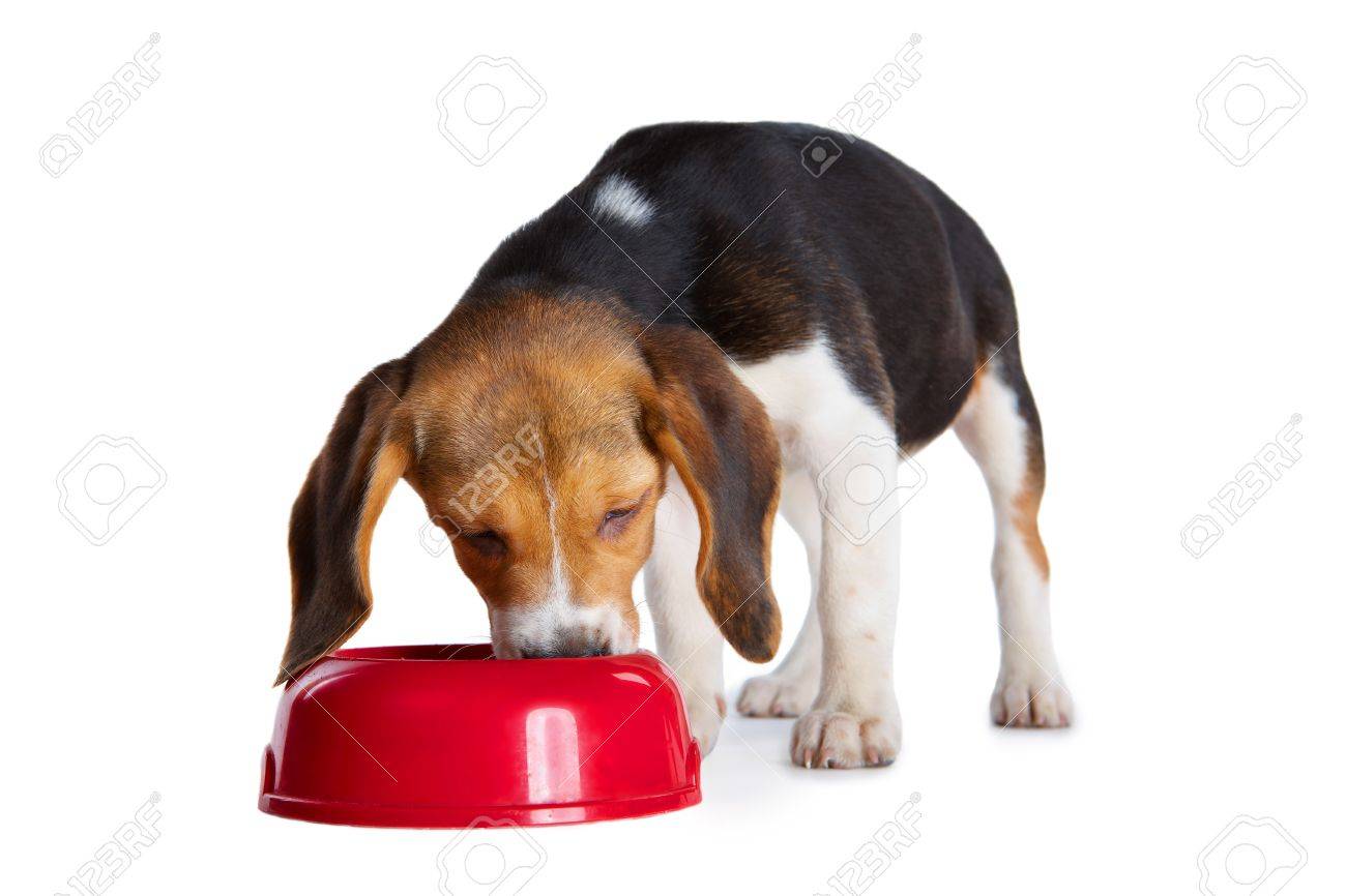 beagle dish