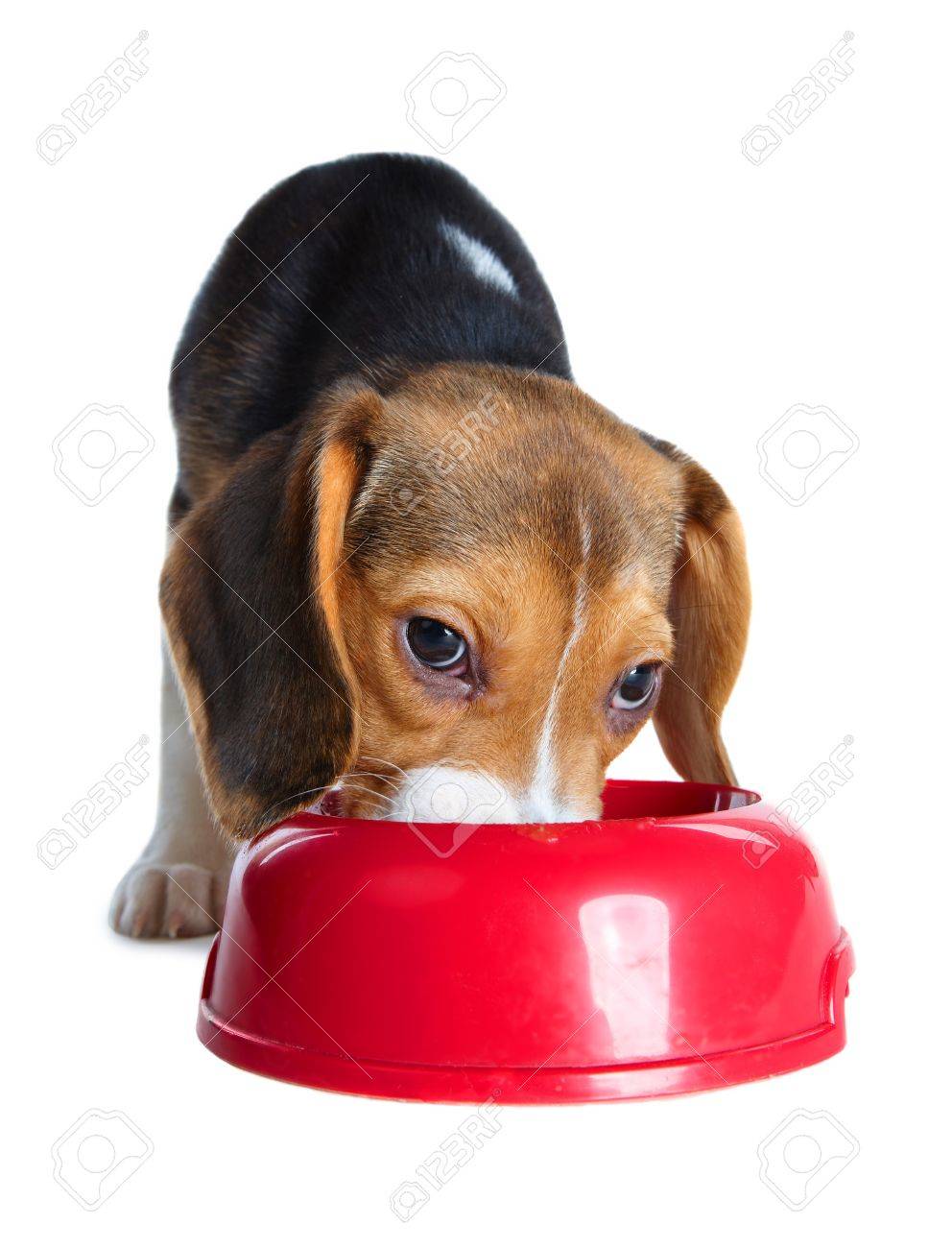 beagle dish
