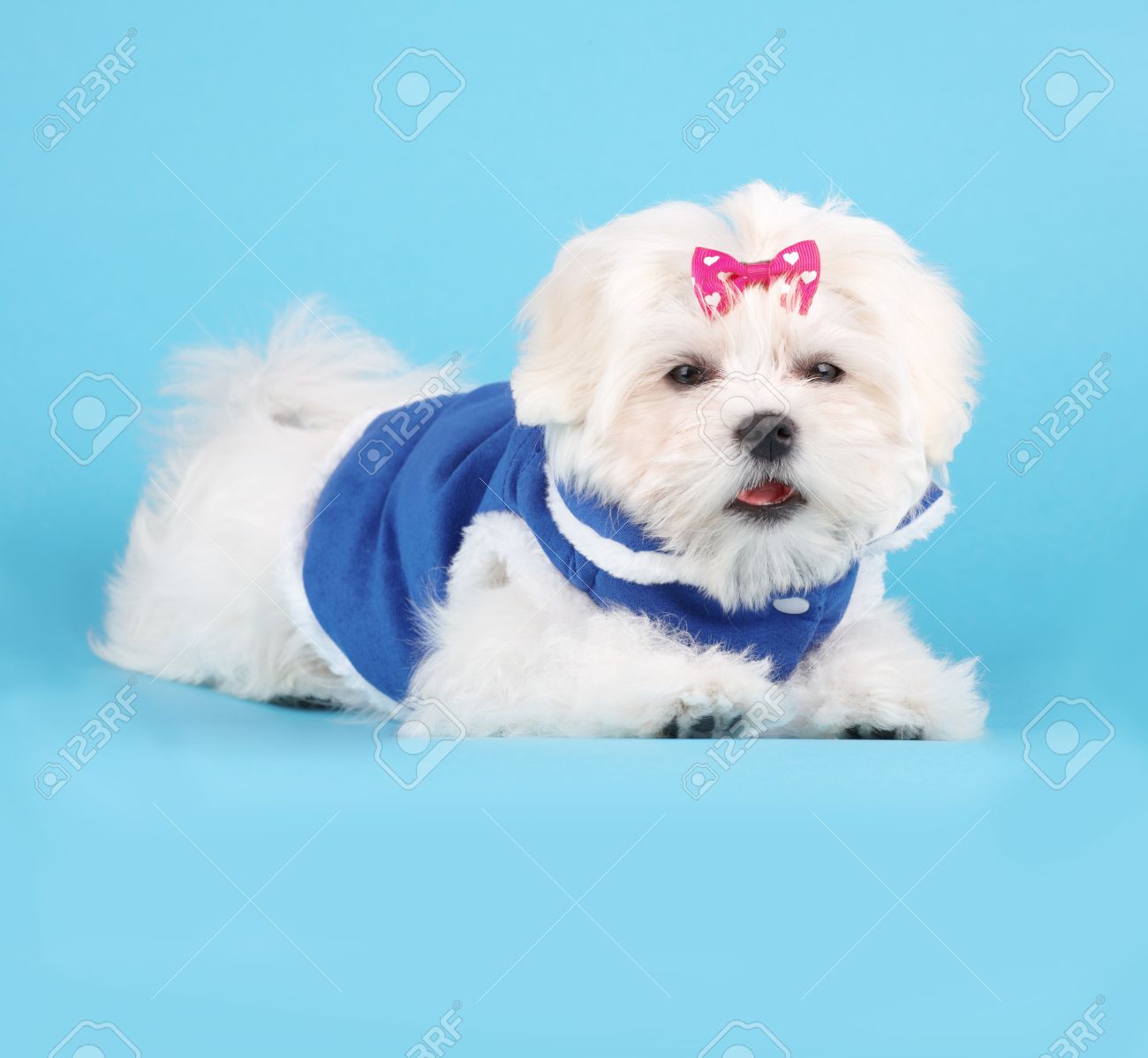 maltese dog coat
