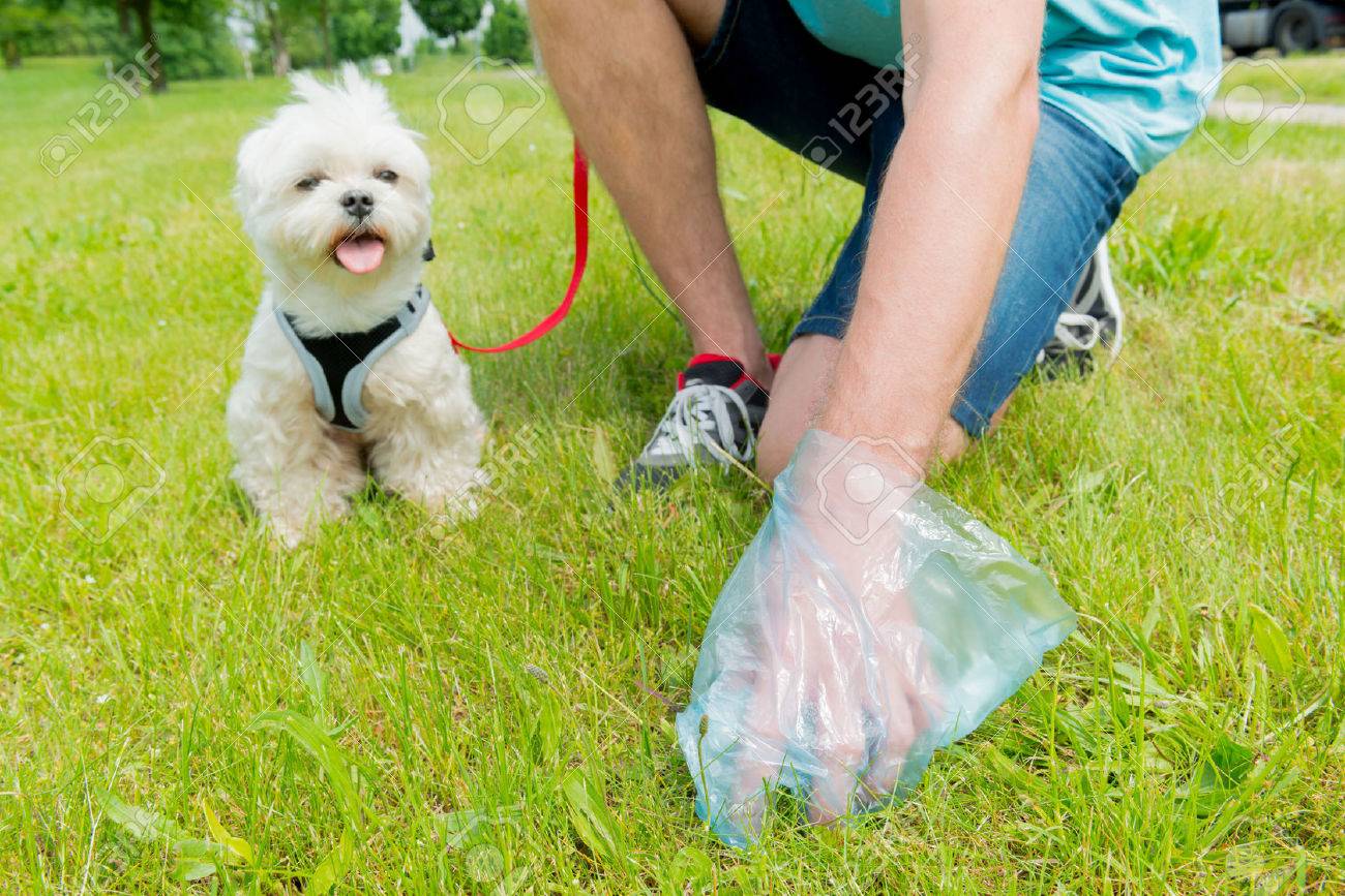 Owner cleaning up after the dog with plastic bag - 59119718 Owner cleaning up after the dog with plastic bag - 59119718