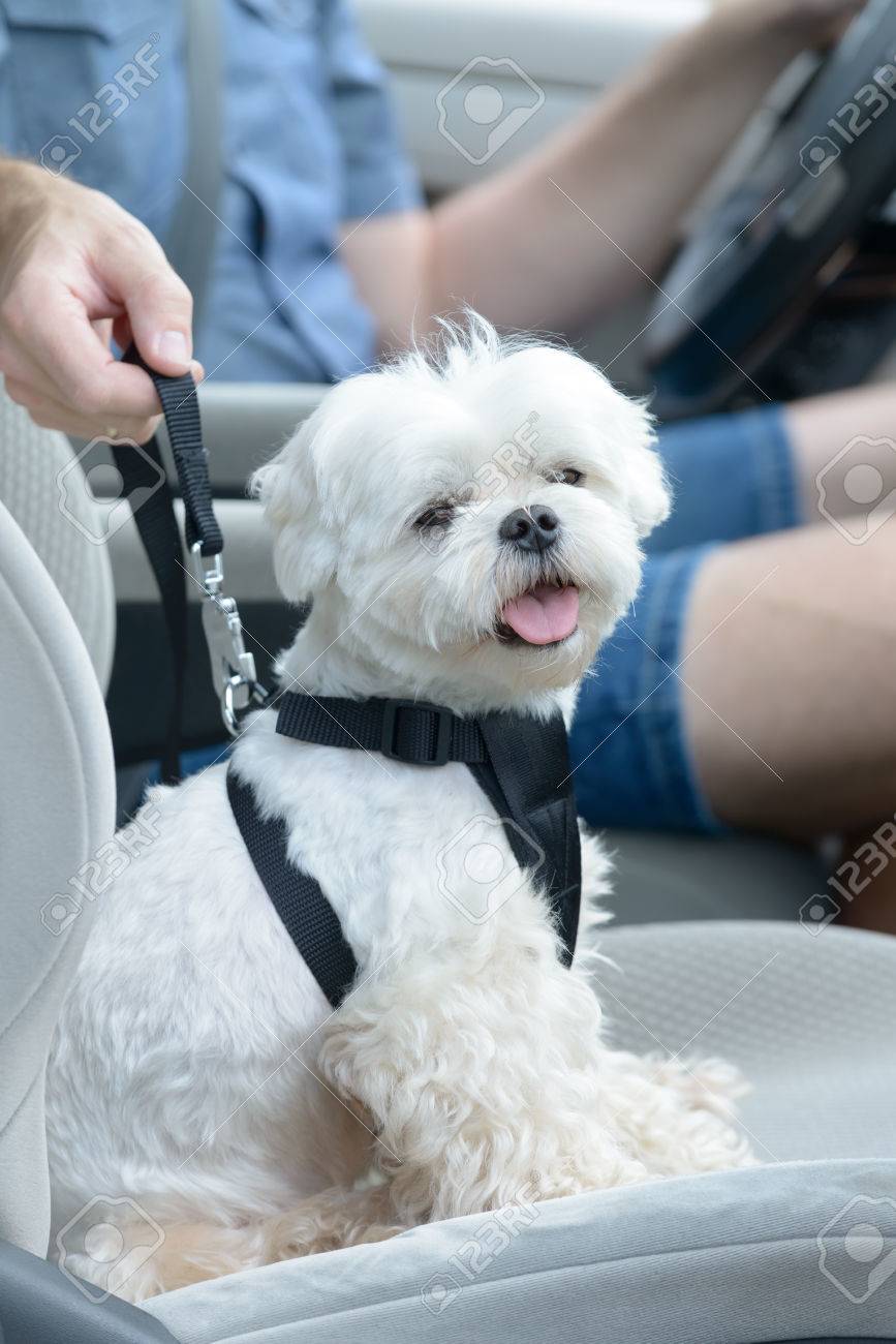 maltese harness
