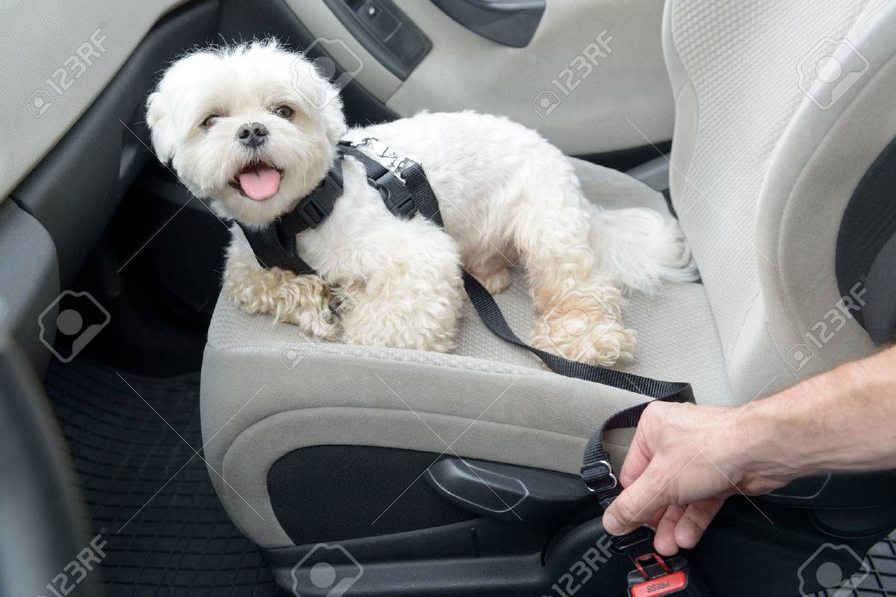 Small dog maltese in a car his owner in a background. Dog wears a special dog car harness to keep him safe when he travels. - 66769566 Small dog maltese in a car his owner in a background. Dog wears a special dog car harness to keep him safe when he travels. - 66769566