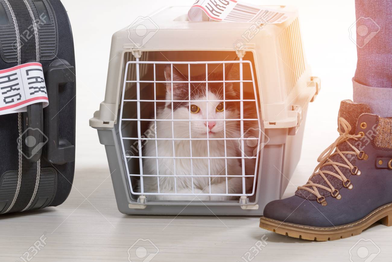 cat cargo