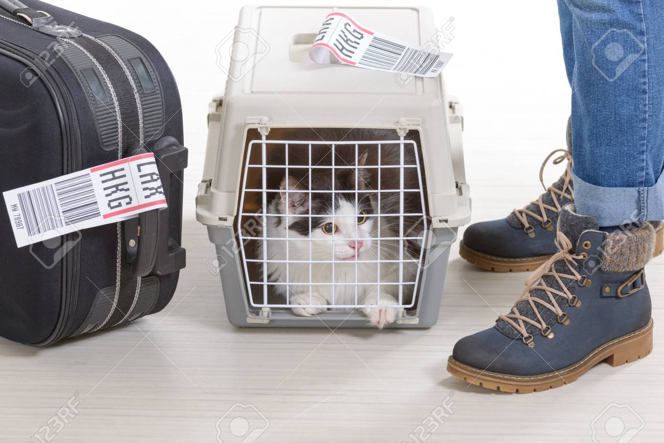 cat cargo