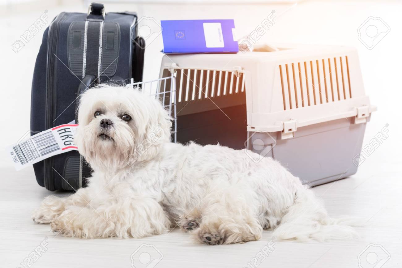 little dog waiting at the airport after a long journey with airline cargo pet carrier and his owner luggage in the background - 89676175 little dog waiting at the airport after a long journey with airline cargo pet carrier and his owner luggage in the background - 89676175