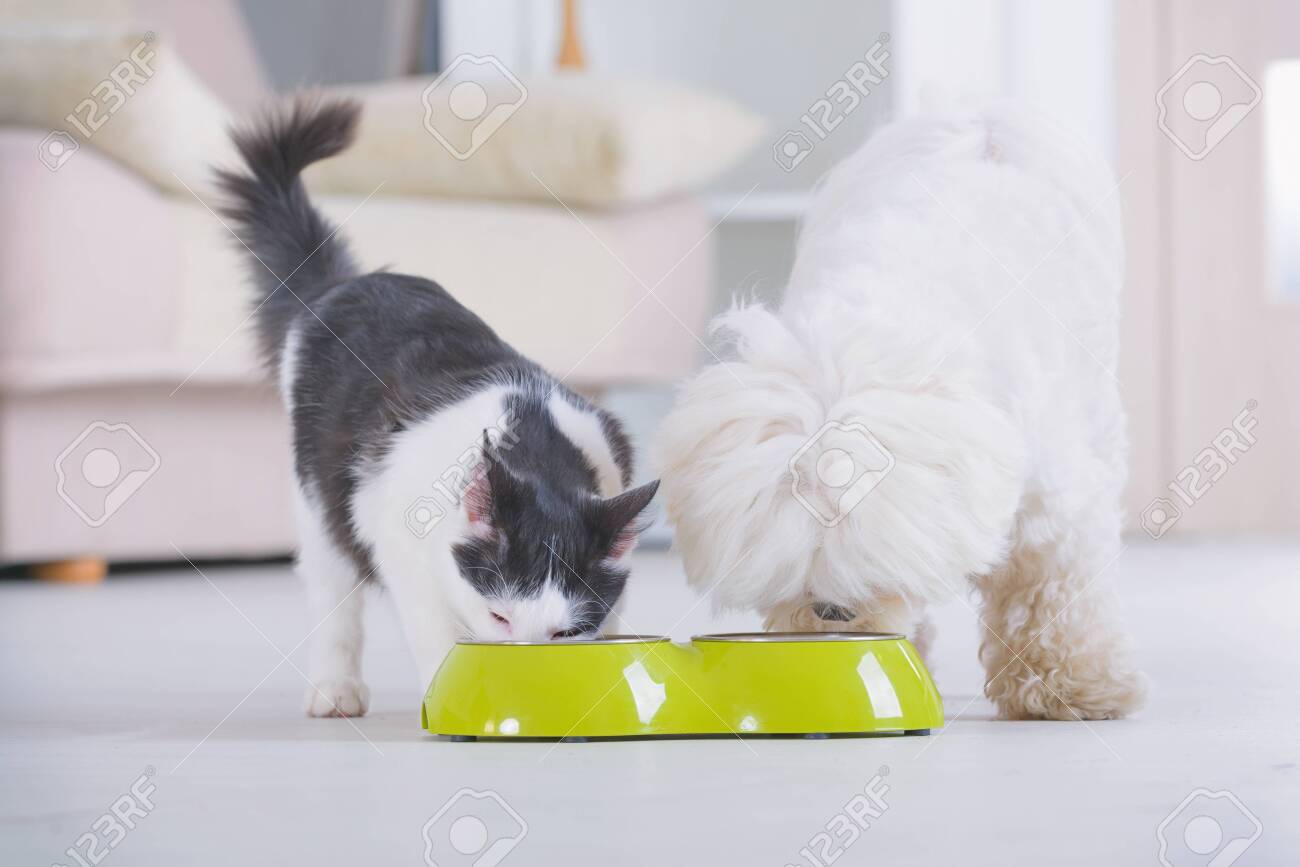 Little dog maltese and black and white cat eating food from a bowl in home - 137308946 Little dog maltese and black and white cat eating food from a bowl in home - 137308946