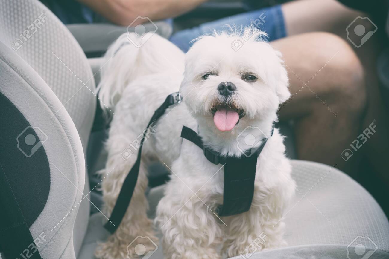 maltese harness