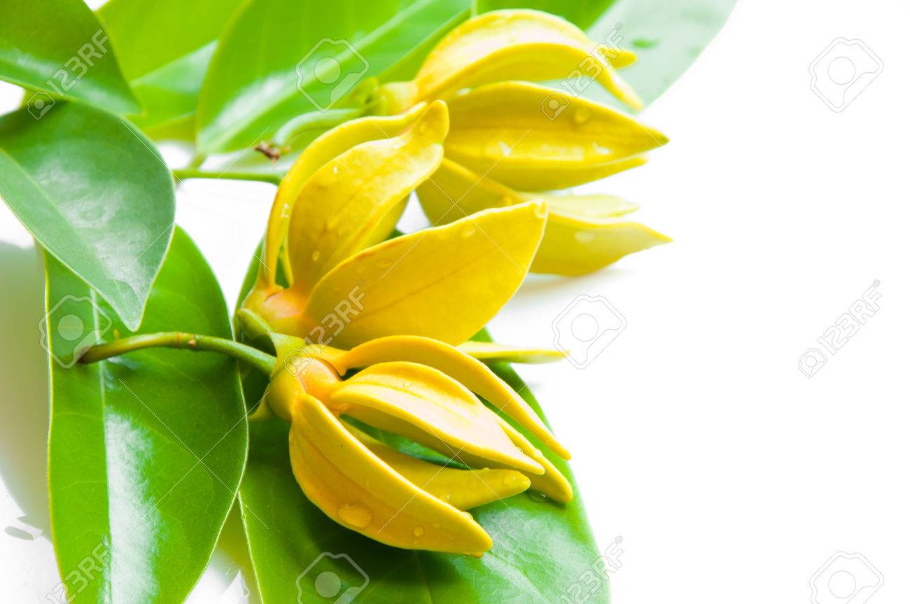 イランイランの花 の写真素材 画像素材 Image