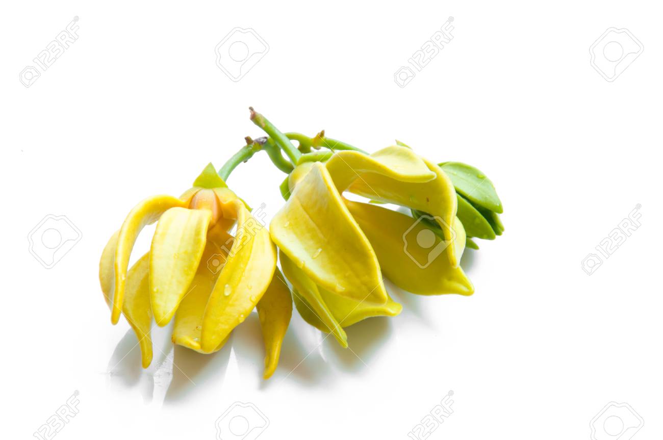 イランイランの花 の写真素材 画像素材 Image