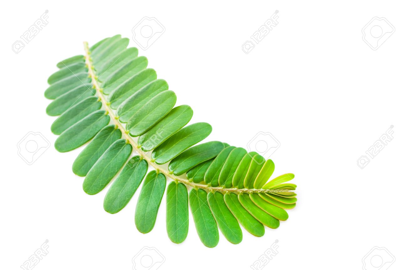 indian gooseberry phyllanthus emblica leaf stock photo picture and royalty free image image 37969967 indian gooseberry phyllanthus emblica leaf
