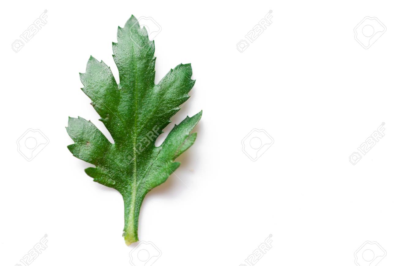 Chrysanthemum Leaf Stock Photo Picture And Royalty Free Image Image