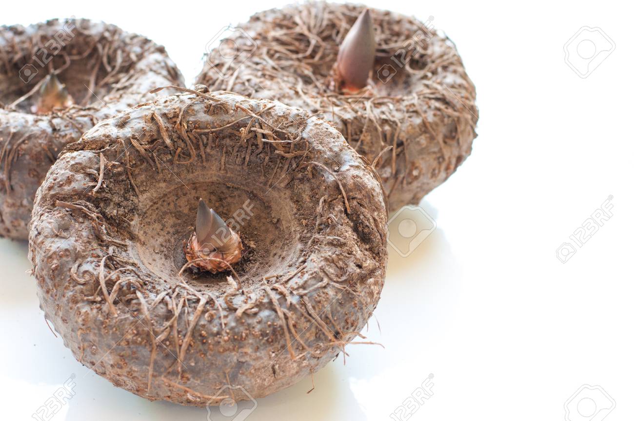 elephant yam stanley s water tub konjac stock photo picture and
