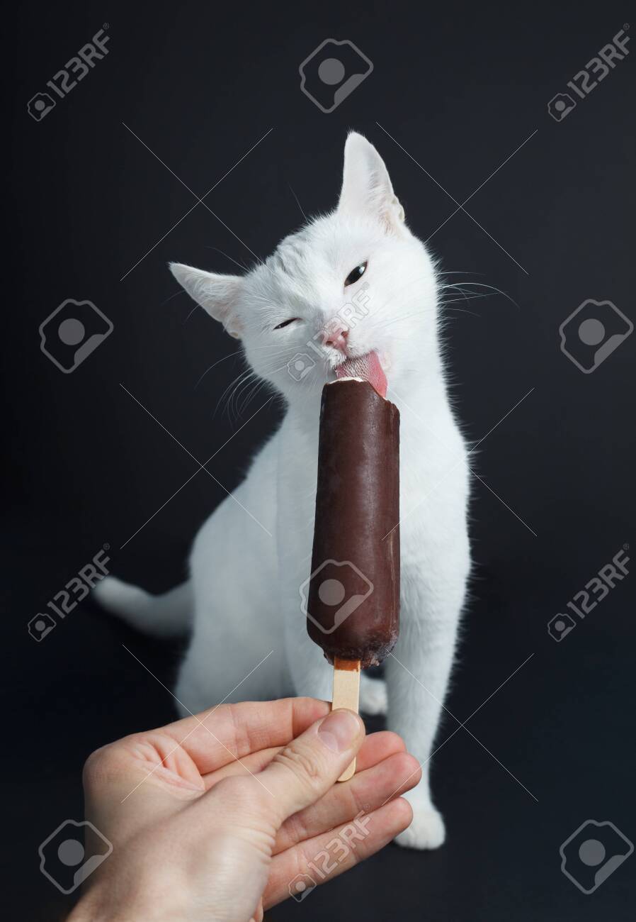 cat ate chocolate ice cream