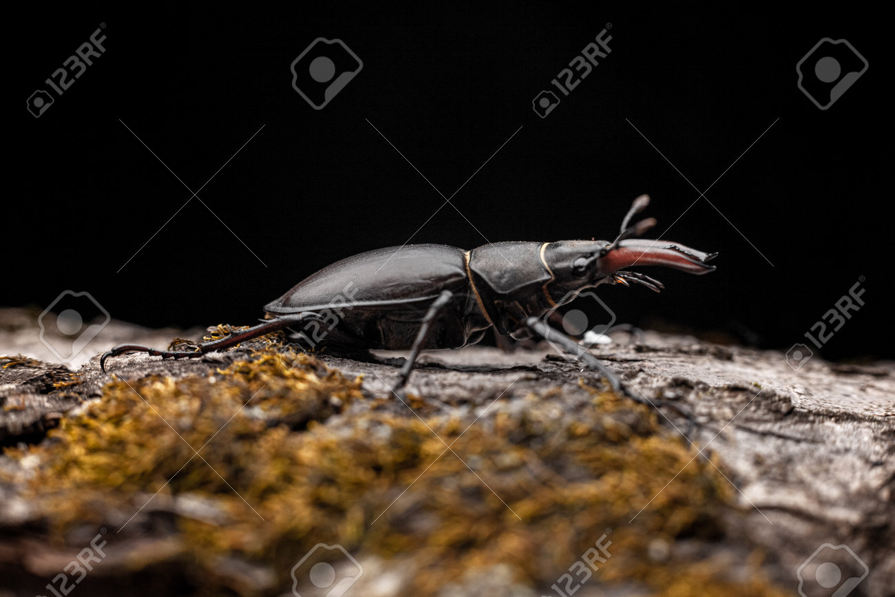 etiam-dictum-ipsum-a-felis