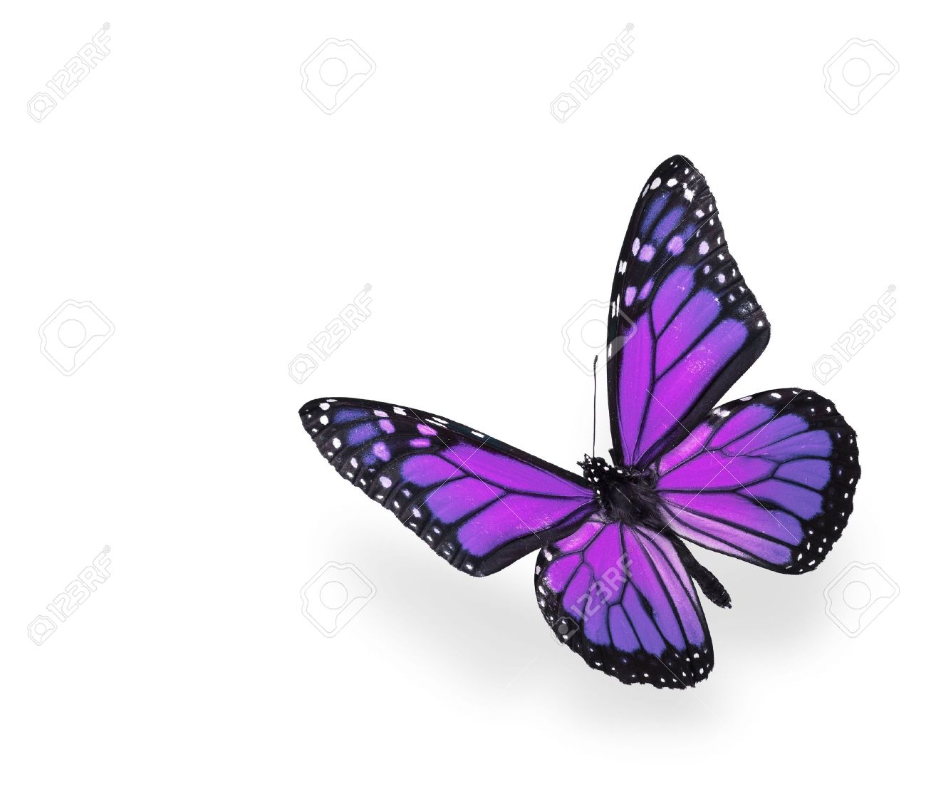 Purple And Pink Butterfly On White Background Stock Photo Picture And Royalty Free Image Image 6179128