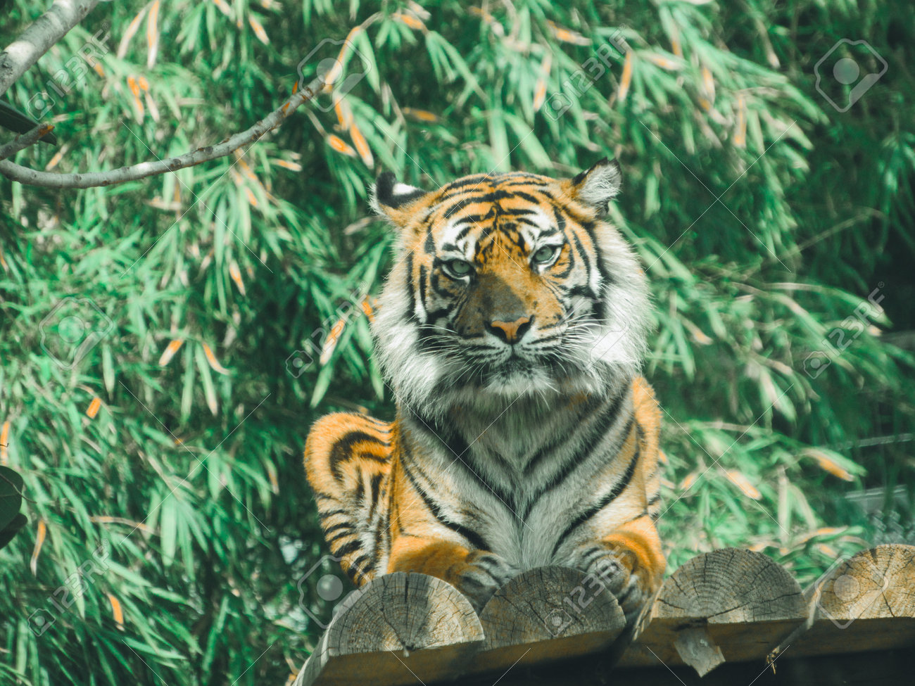 etiam-dictum-ipsum-a-felis