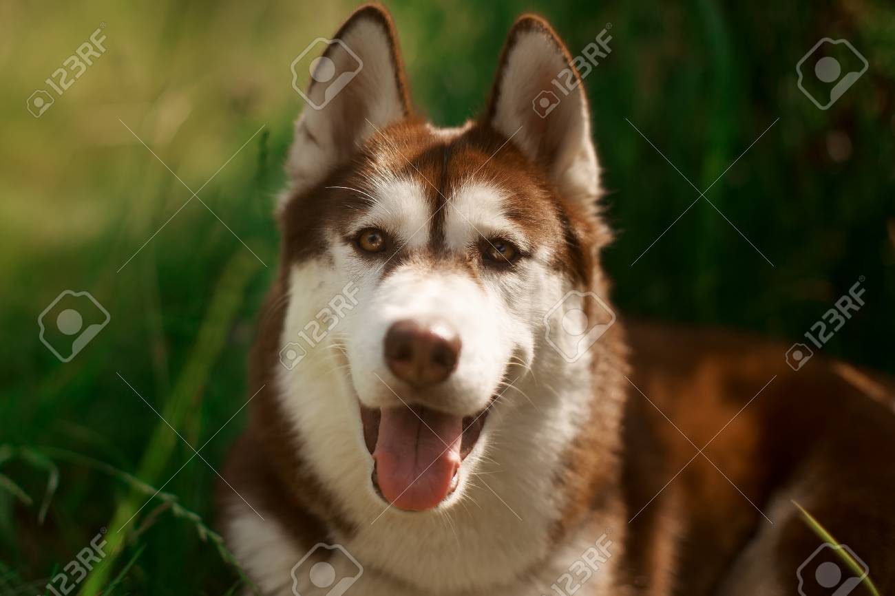 heavy breathing in dog heavy breathing in dog