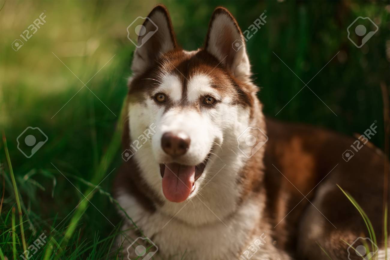 重い呼吸シベリアハスキー犬の肖像画 茶色の毛皮と目 かわいい国内品種 家族や子供のために良い の写真素材 画像素材 Image 重い呼吸シベリアハスキー犬の肖像画 茶色の毛皮と目 かわいい国内品種 家族や子供のために良い の写真素材 画像素材 Image