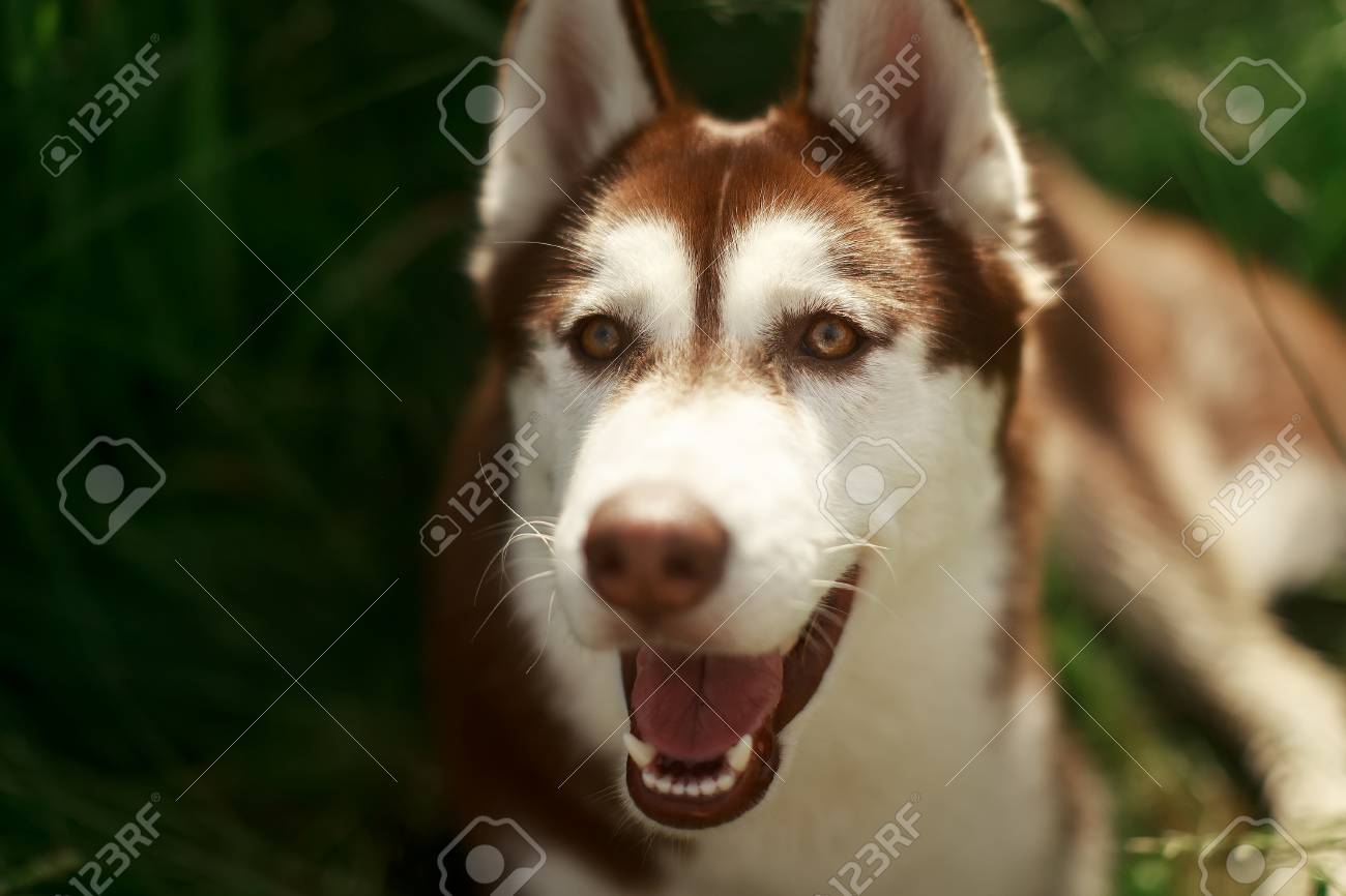 heavy breathing dog heavy breathing dog