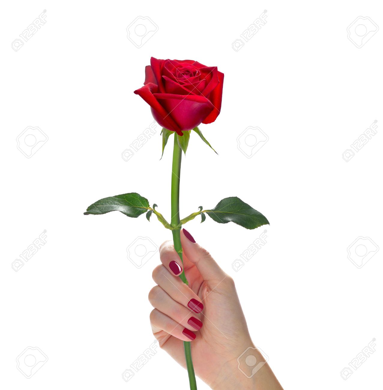 Hand Holding Beautiful Red Rose Flower Isolated On White Stock ...