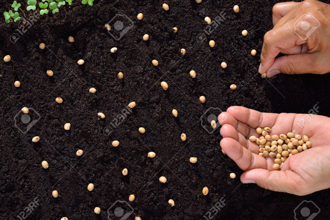Farmer's hand planting seed in soil - 57145183 Farmer's hand planting seed in soil - 57145183