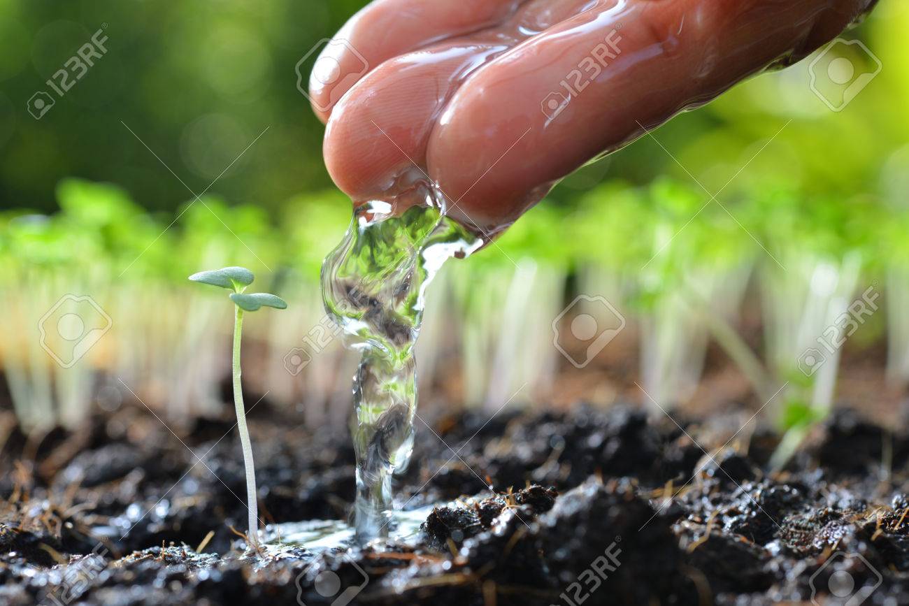 Farmer's hand watering a young plant - 57145233 Farmer's hand watering a young plant - 57145233