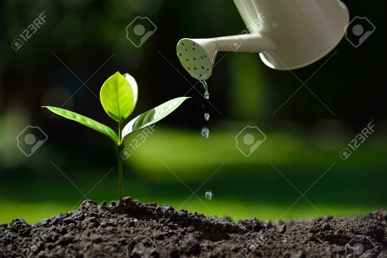 Sprout watered from a watering can on nature background - 61242614 Sprout watered from a watering can on nature background - 61242614