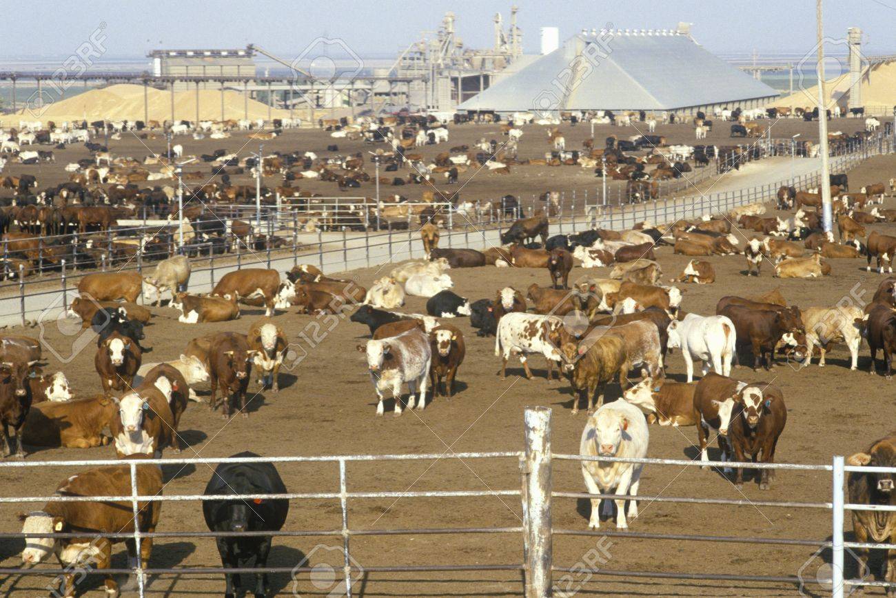 牛の飼料の多く の写真素材 画像素材 Image