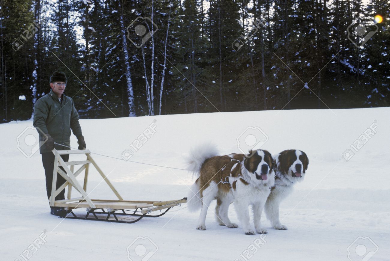 st bernards pulling sleigh in snow stock photo picture and royalty