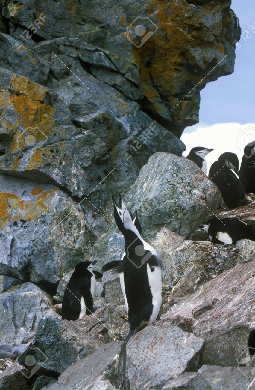 Chinstrap ペンギン ヒゲペンギン ハーフムーン島 ブランス 南極に の写真素材 画像素材 Image 8058 Chinstrap ペンギン ヒゲペンギン ハーフムーン島 ブランス 南極に の写真素材 画像素材 Image 8058