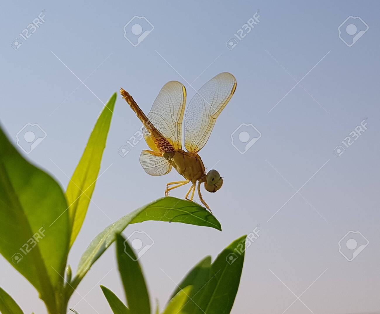 etiam-dictum-ipsum-a-felis