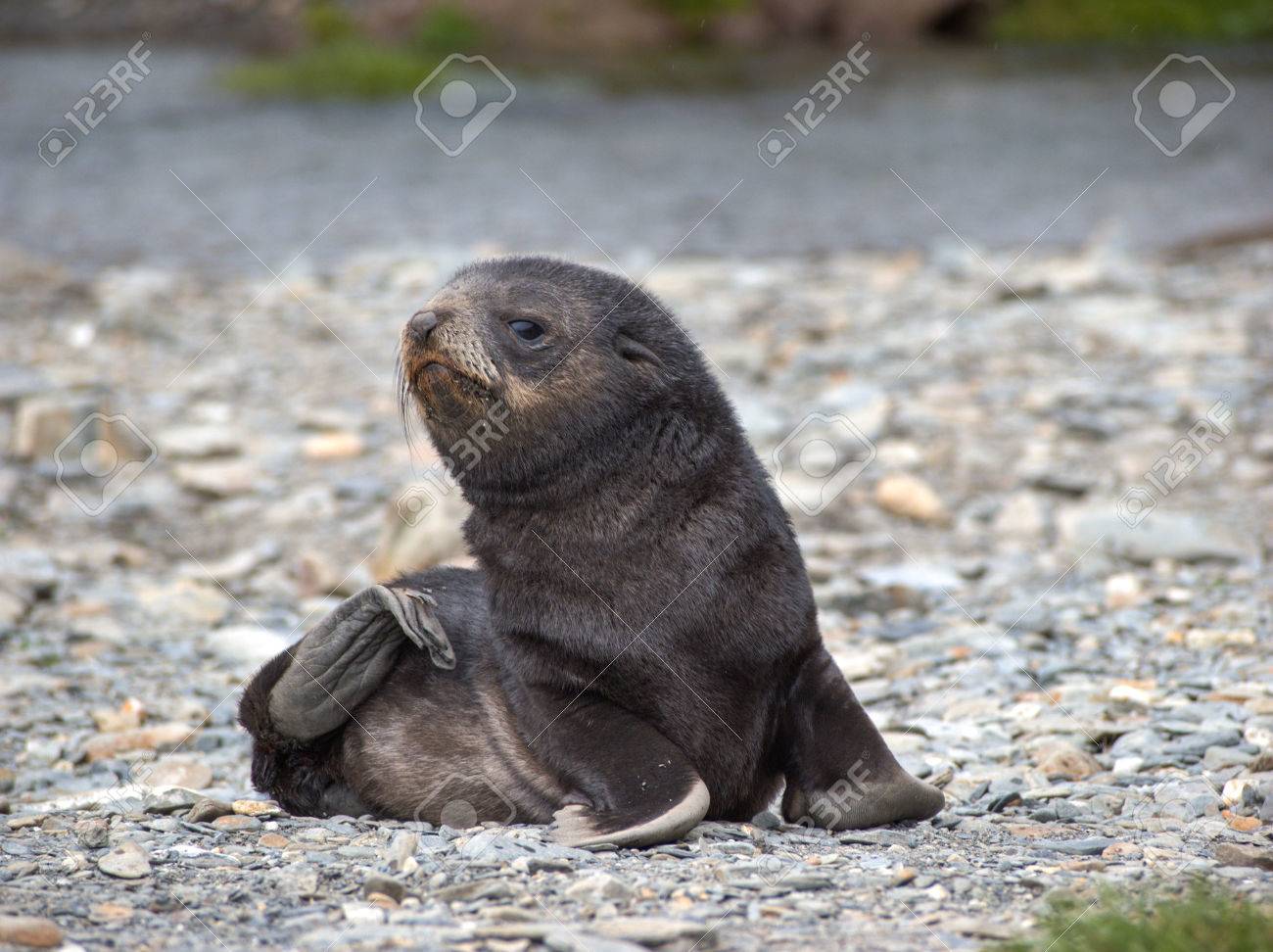 Bebe Phoque A Fourrure Pose Sur La Plage De Pierre En Georgie Du Sud Antarctique Banque D Images Et Photos Libres De Droits Image