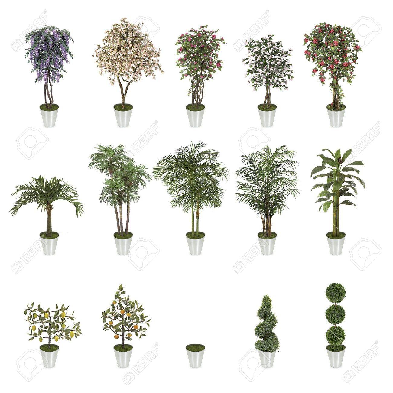 Small Palm Trees Collection Isolated On White Stock Photo Picture