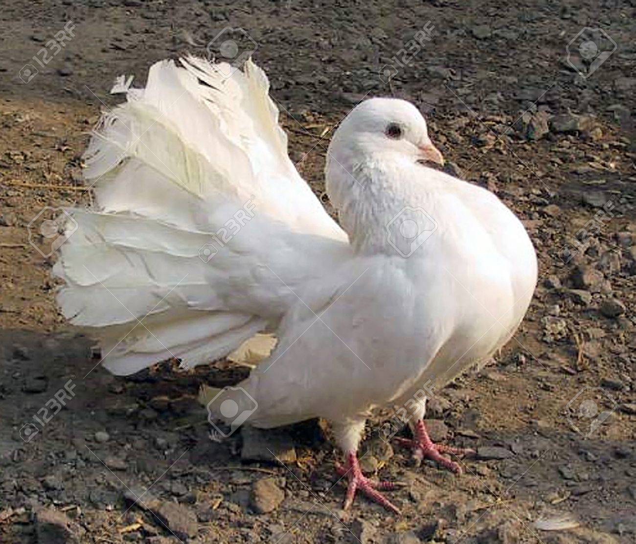 白鳩は 地面に座ってください の写真素材 画像素材 Image