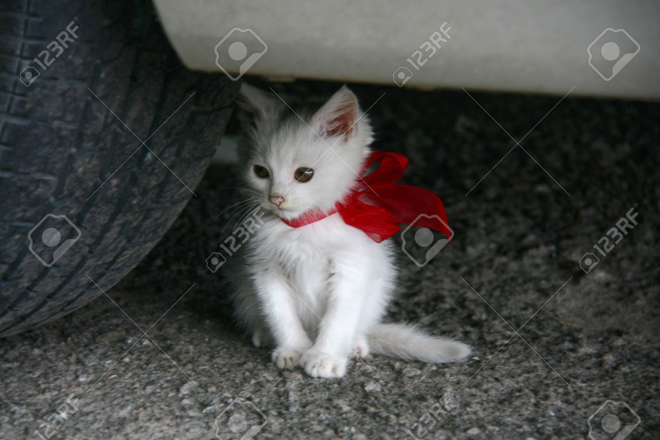White Kitten With A Red Ribbon Tied Bow Stock Photo, Picture and Royalty  Free Image. Image 10203705., image size:1300x868