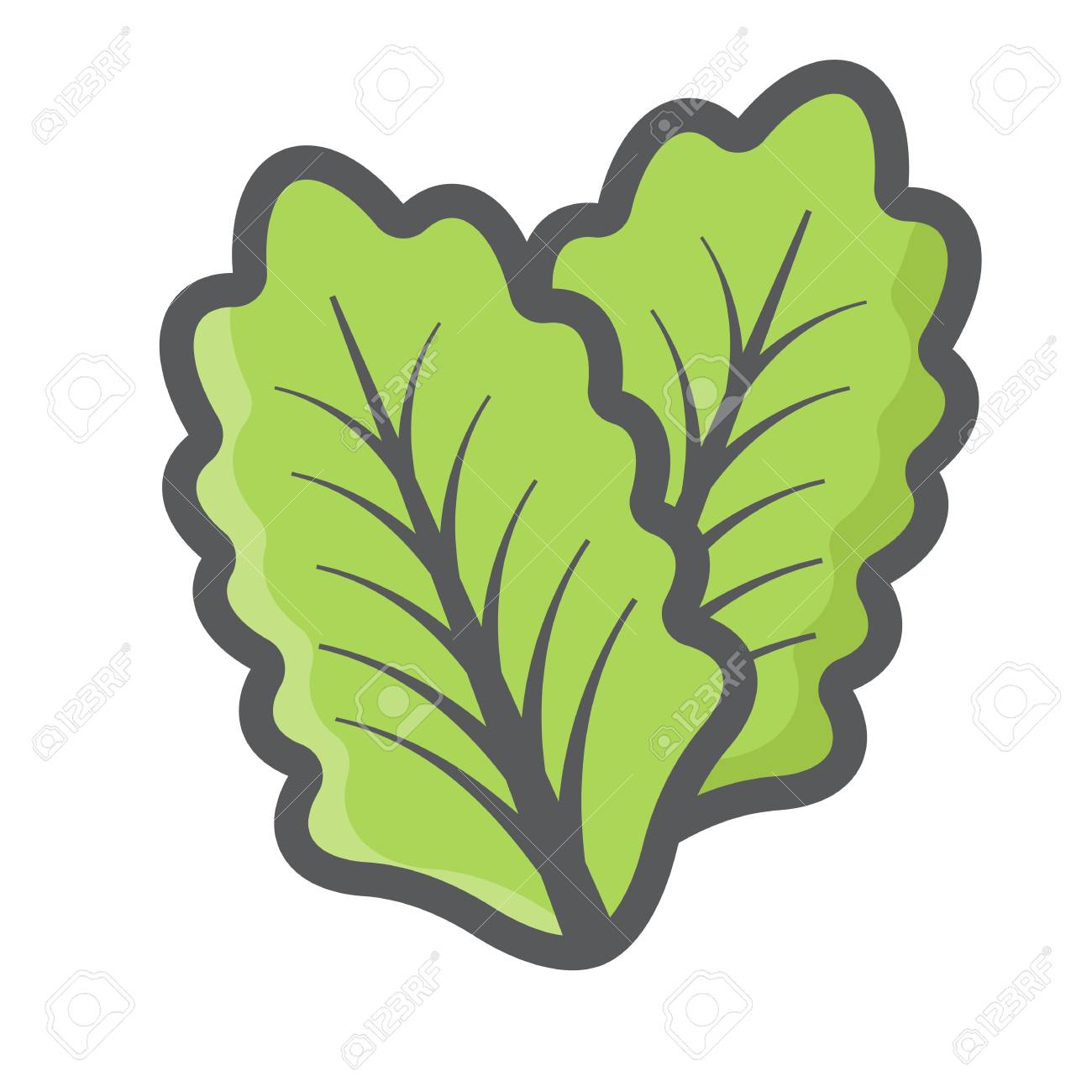 Laitue Icone De Ligne Coloree Legumes Et Feuilles De Salade Graphiques Vectoriels Un Motif Rempli Sur Un Fond Blanc Eps 10 Clip Art Libres De Droits Vecteurs Et Illustration Image 80021831