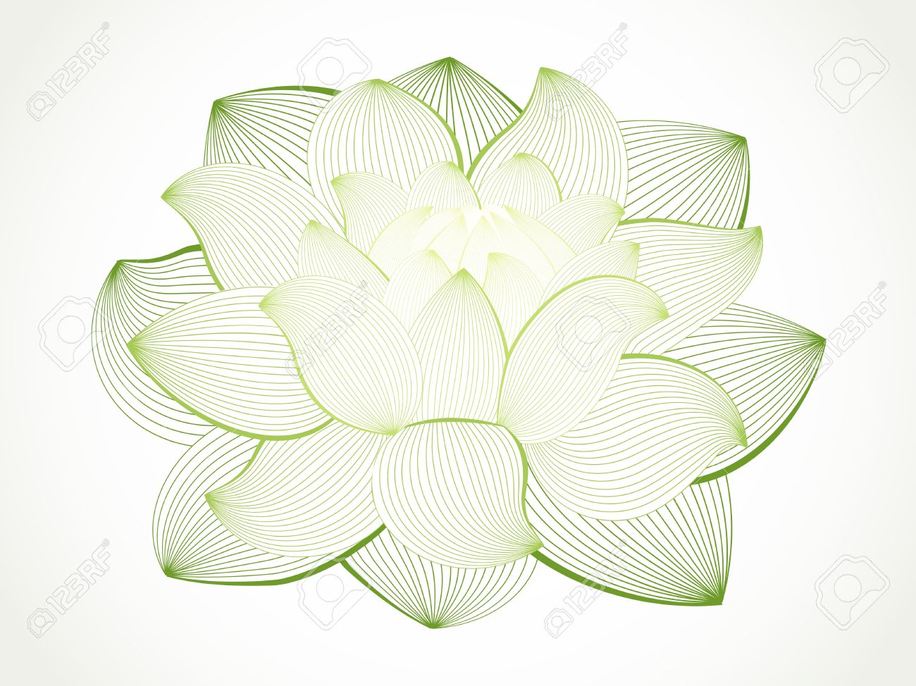 Fleur De Lotus Isolé Sur Blanc Dessin Au Trait
