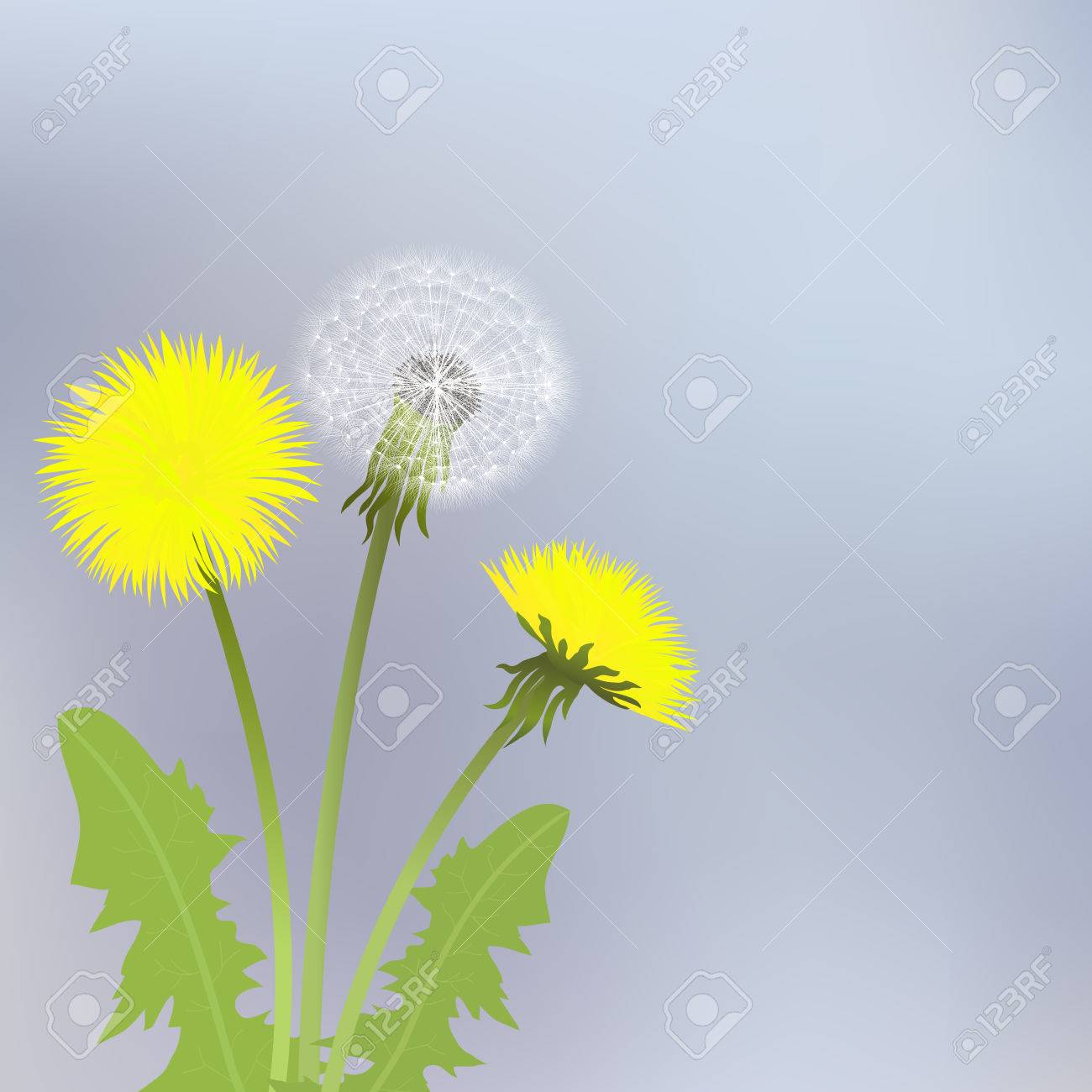 灰色の背景に葉で春のタンポポの花 のイラスト素材 ベクタ Image