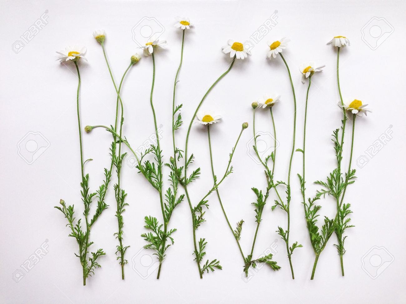 pattern with chamomile flowers
